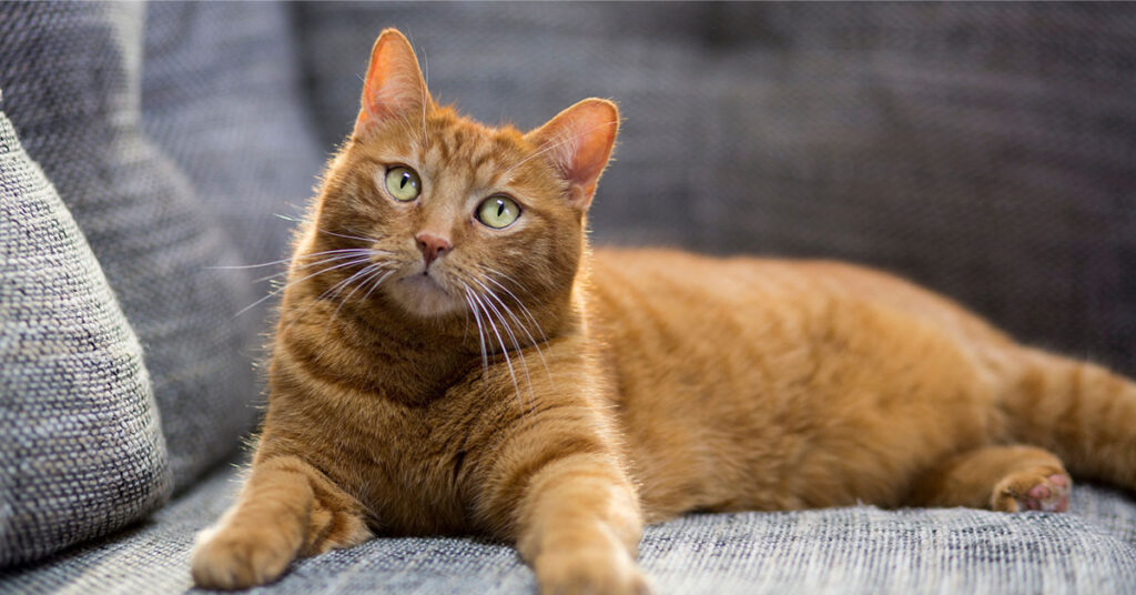 Cat-on-couch